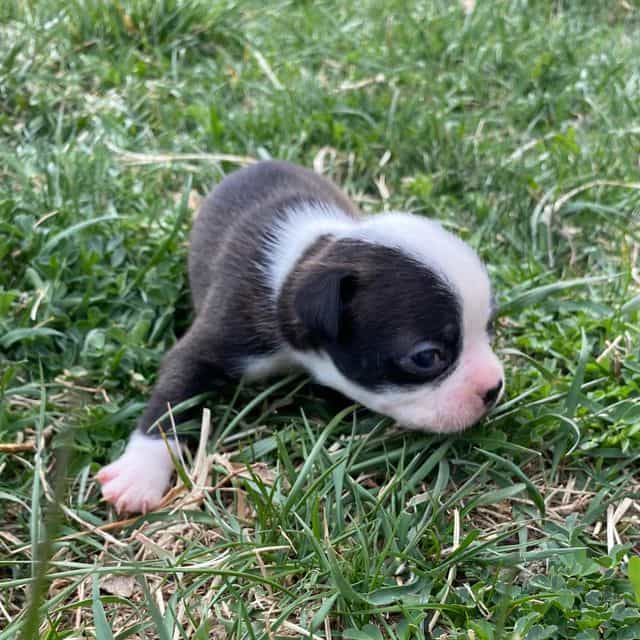 Starr - Frenchton Female