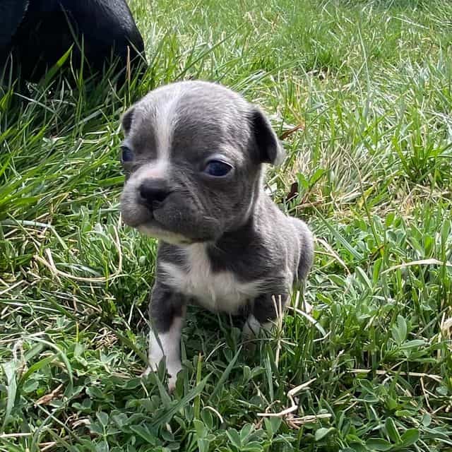Ryan - Frenchton Male