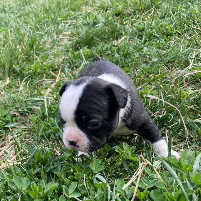 Kimiko - Frenchton Female