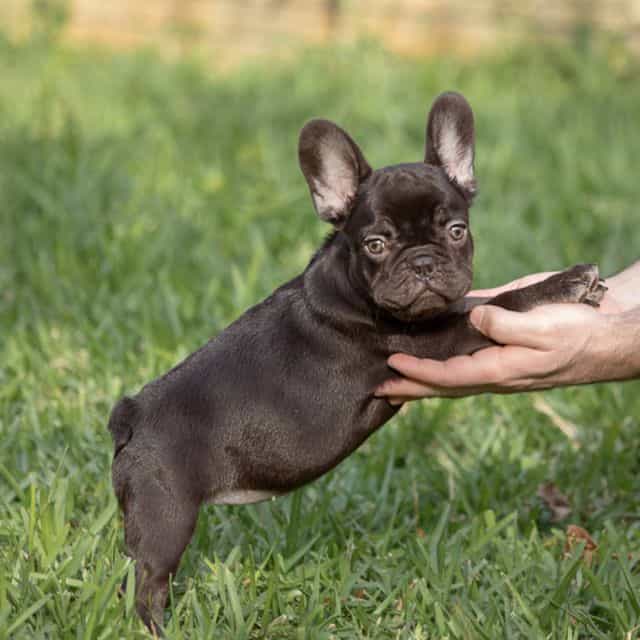 Faina - French Bulldog Female