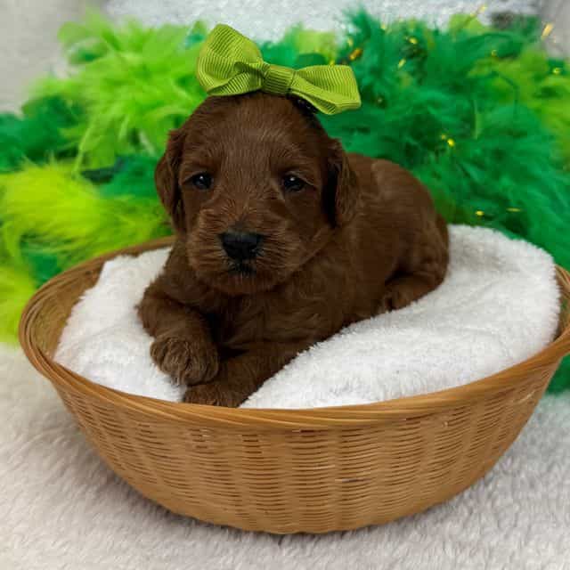 Braley Green Gi - Goldendoodle Female