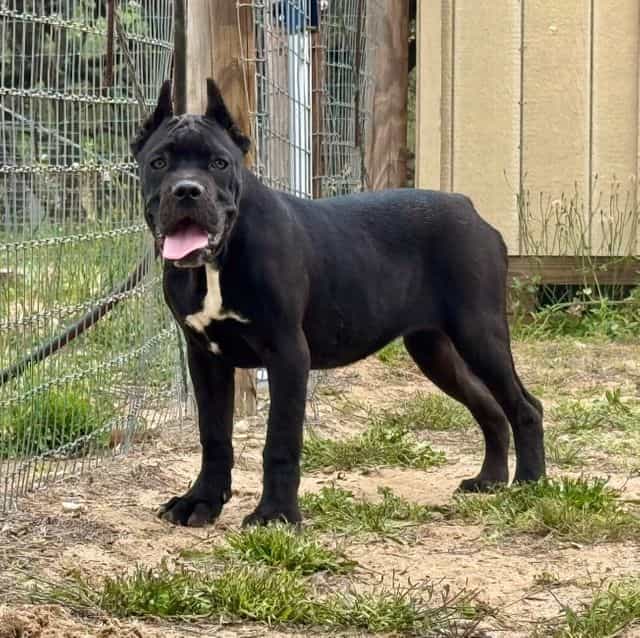 Green Collar - Cane Corso Female