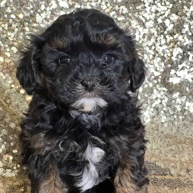 Angel - Shih-Poo Female
