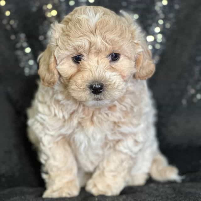 Andrew - Shih-Poo Male