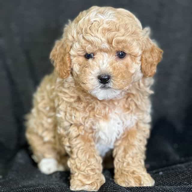 Asher - Shih-Poo Male