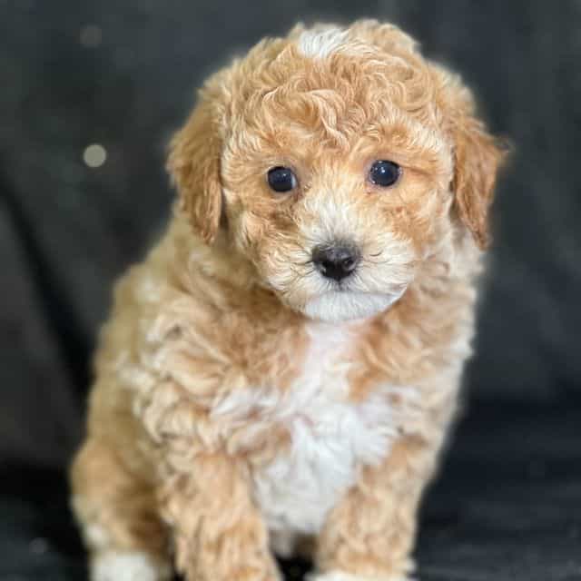 Sassy - Bichon Frise Female