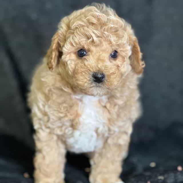 Scott - Bichon Frise Male