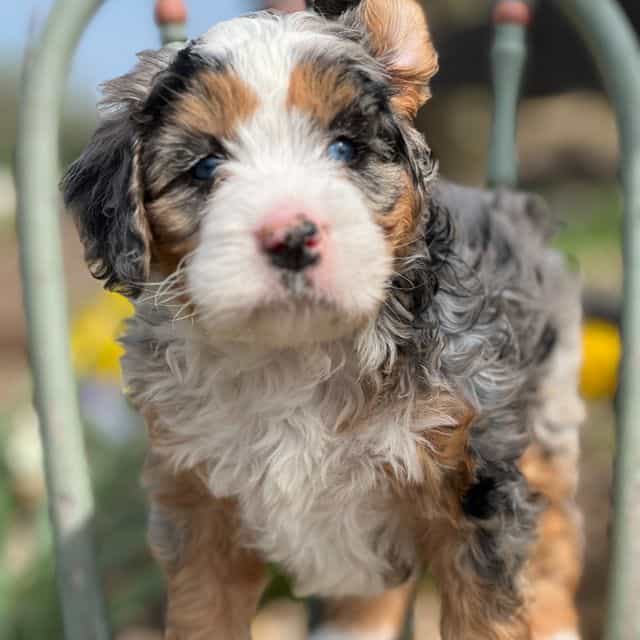 Fefe - Bernedoodle Female