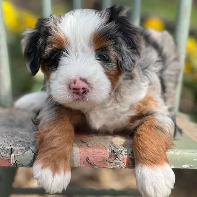 Faith - Bernedoodle Female
