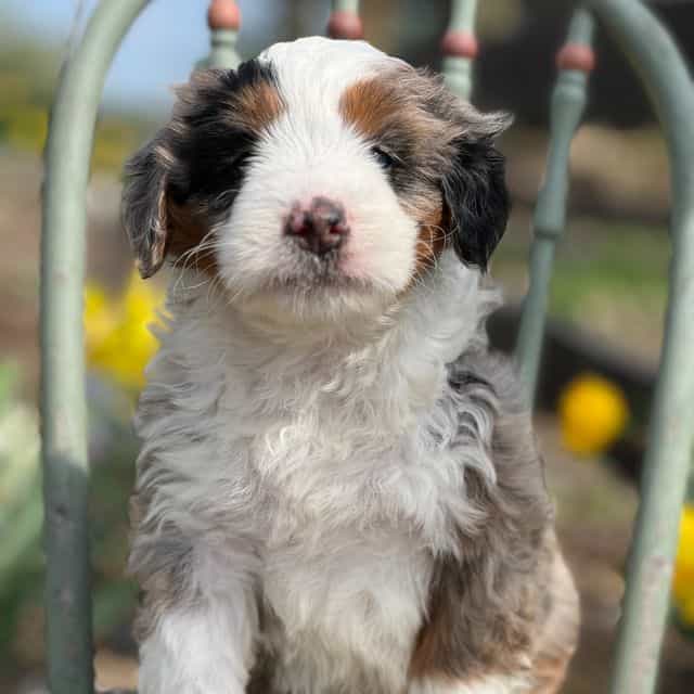 Frankie - Bernedoodle Male