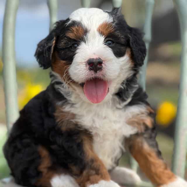 Farley - Bernedoodle Male