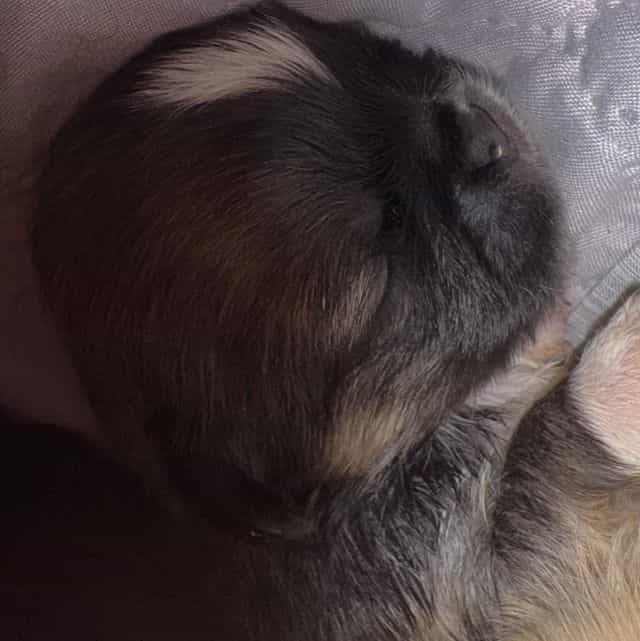 Sasha - Pekingese Female