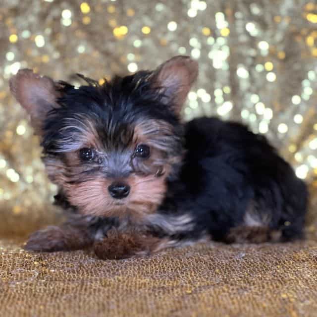 Nuggets - Yorkshire Terrier Male