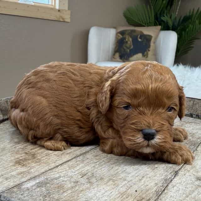Pickles - Cavapoo Male