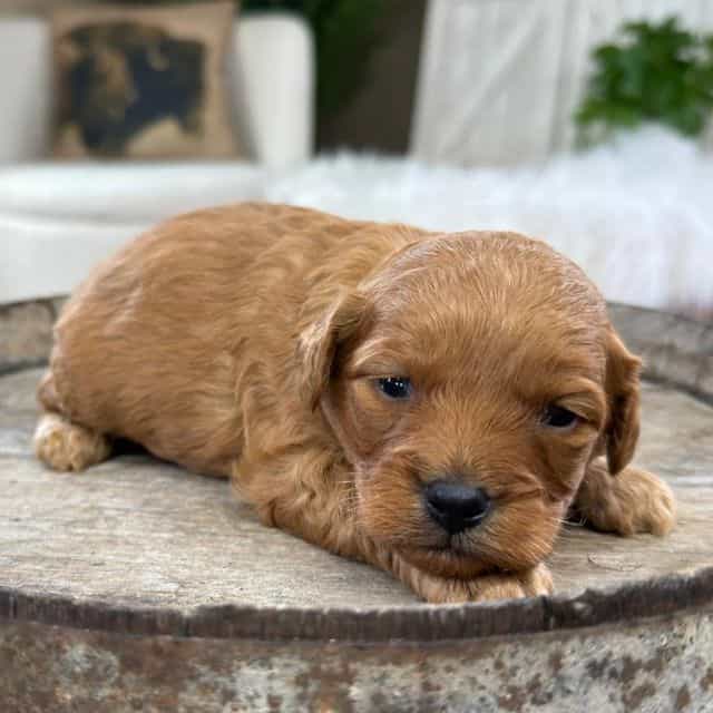 Meatball - Cavapoo Male