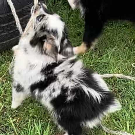 Johnny - Australian Shepherd Male