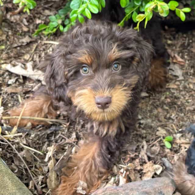 Emmett - Bernedoodle Male