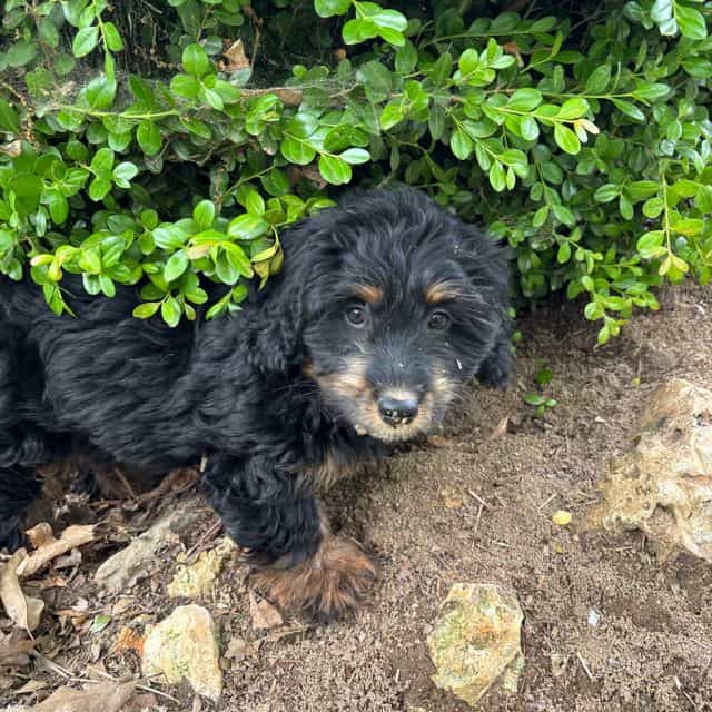 Alice - Bernedoodle Female
