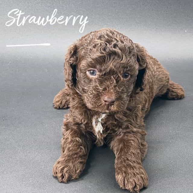 Strawberry - Cavapoo Female