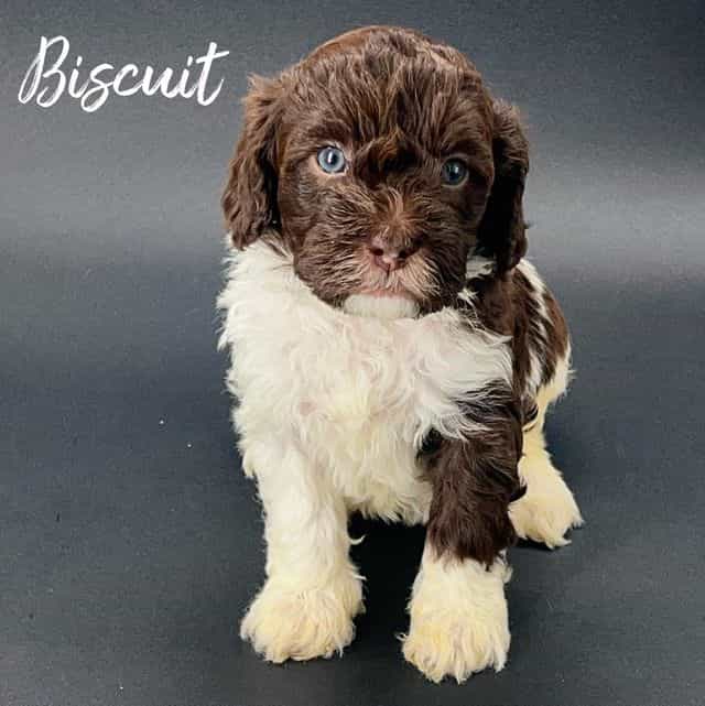Biscuit - Cavapoo Male