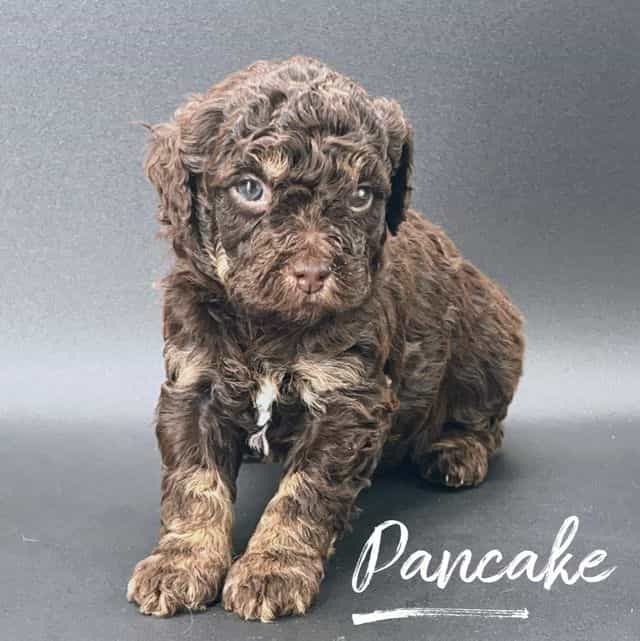 Pancake - Cavapoo Female
