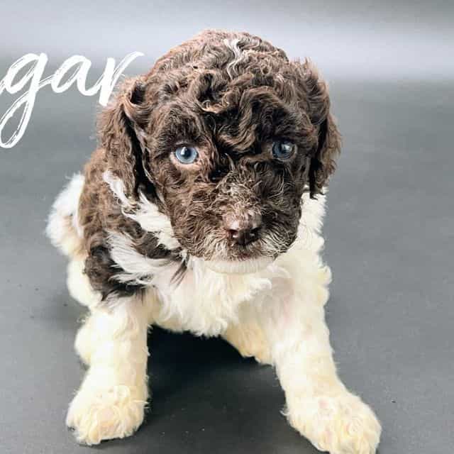 Sugar - Cavapoo Female