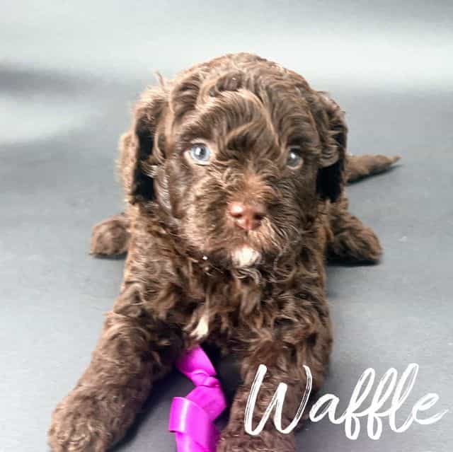 Waffle - Cavapoo Male