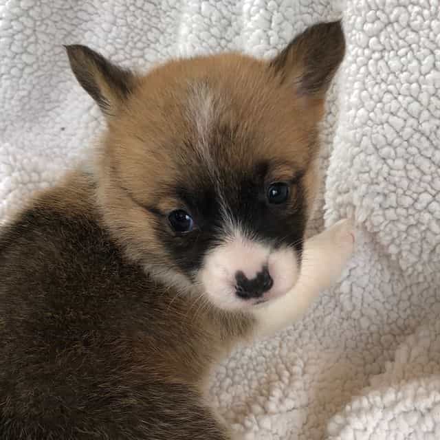 Girl 1 - Pembroke Welsh Corgi Female