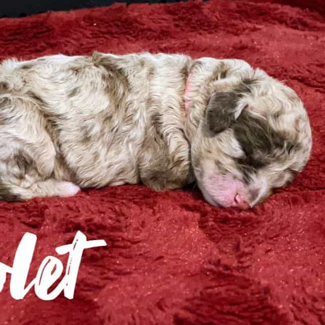 Violet - Labradoodle Female