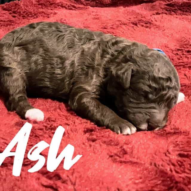 Ash - Labradoodle Male