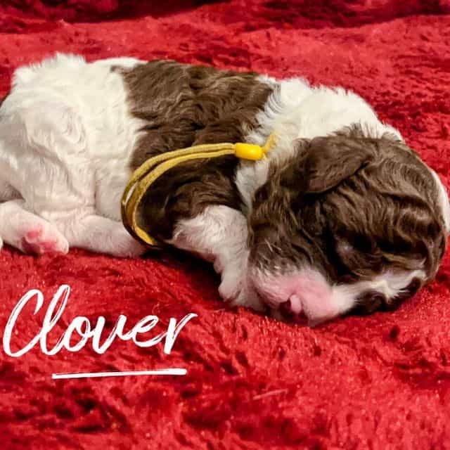 Clover - Labradoodle Female