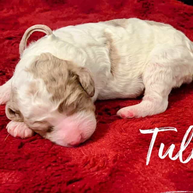 Tulip - Labradoodle Female