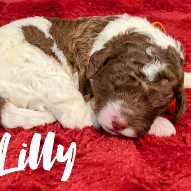 Lilly - Labradoodle Female