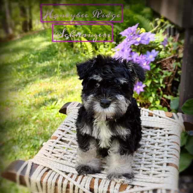 Akc Black and S - Miniature Schnauzer Male