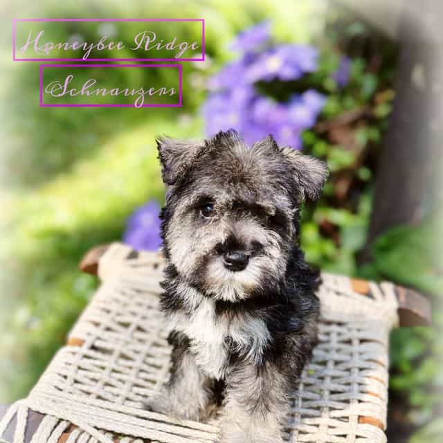 Akc Salt and Pe - Miniature Schnauzer Male