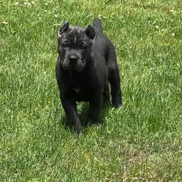 Blue - Cane Corso Male