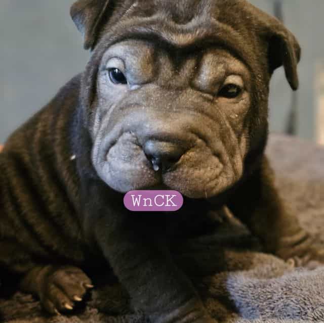 Bonnie - Miniature Shar-Pei Female