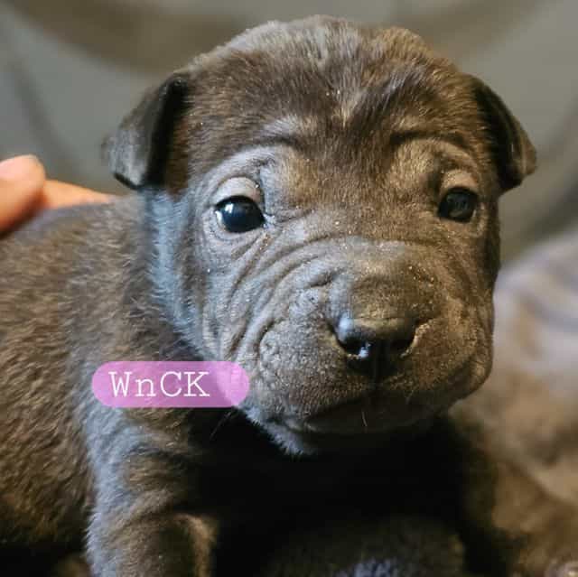 Bitty - Miniature Shar-Pei Female