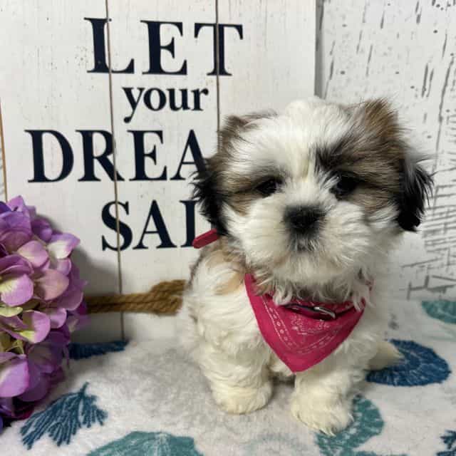 Twinkle  - Shih Tzu Female