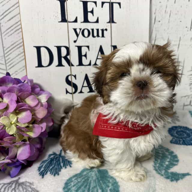 Emmy - Shih Tzu Female