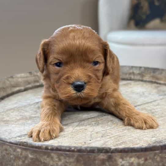 Nacho - Cavapoo Male