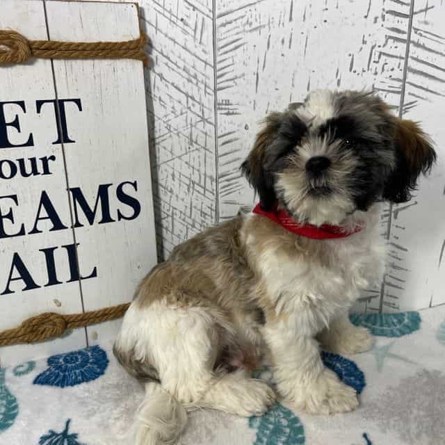 Simba - Shih Tzu Male