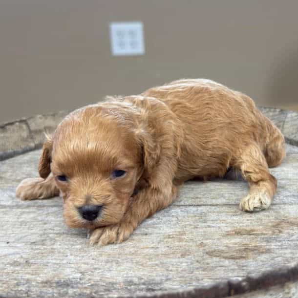 Taco - Cavapoo Male
