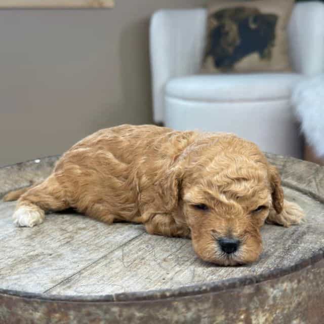 Pepper - Cavapoo Female