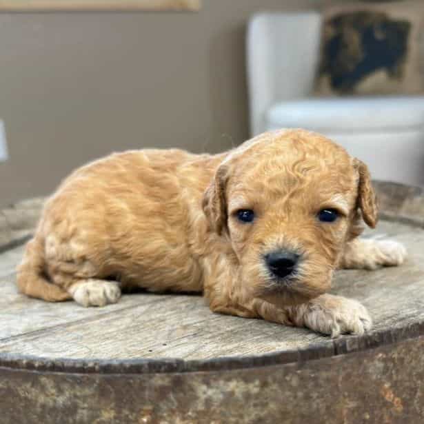 Olive - Cavapoo Female