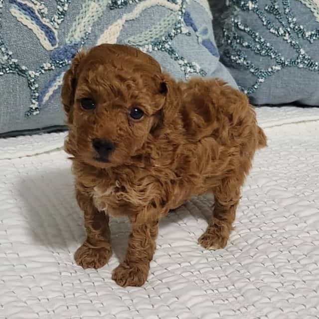 Teacup Moby - Toy Poodle Male
