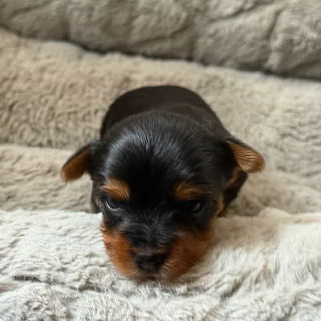 Puppy 4 - Yorkshire Terrier Female