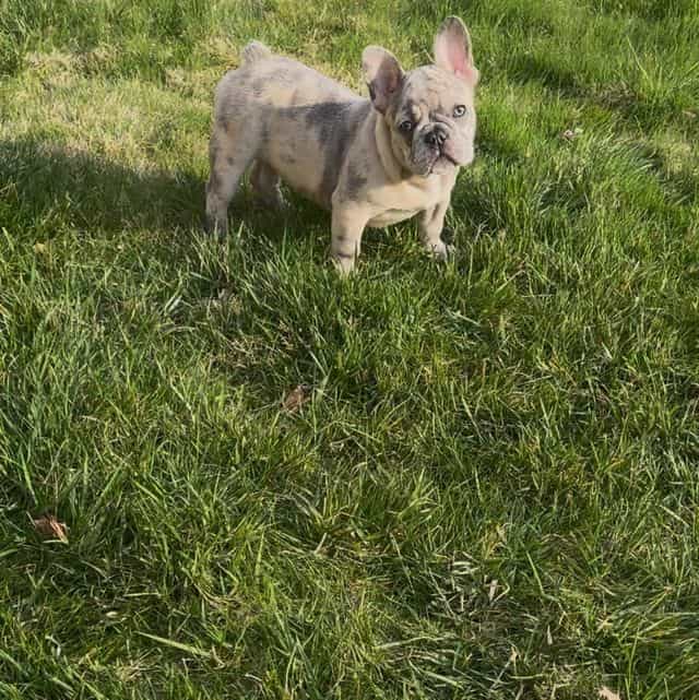 French Bulldog  - French Bulldog Male