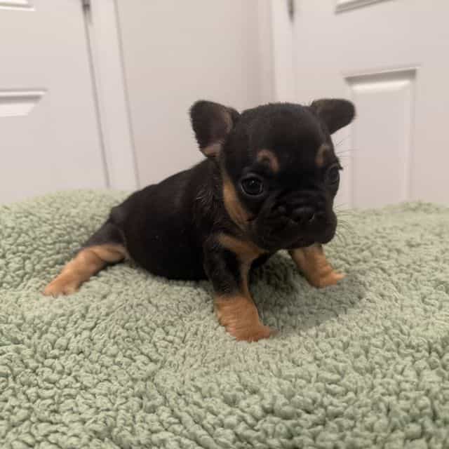 Moochi - French Bulldog Female