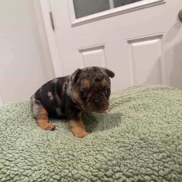 Big Mack - French Bulldog Male
